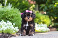 Millie, a female Cavapoo for sale in Dundee, OH – 1 of 10