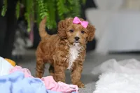 Princess, a female Cavapoo for sale in Dundee, OH – Photo 4 of 10