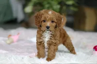 Princess, a female Cavapoo for sale in Dundee, OH – Photo 7 of 10