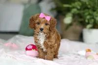 Princess, a female Cavapoo for sale in Dundee, OH – Photo 2 of 10