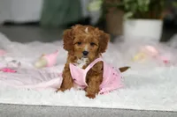 Princess, a female Cavapoo for sale in Dundee, OH – Photo 9 of 10