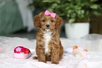 Princess, a female Cavapoo for sale in Dundee, OH – Photo 3 of 10