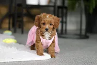 Princess, a female Cavapoo for sale in Dundee, OH – Photo 10 of 10