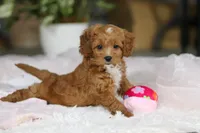 Princess, a female Cavapoo for sale in Dundee, OH – Photo 6 of 10