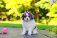 Katie, a female Cavapoo for sale in Dundee, OH – 9 of 10