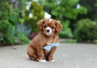 Charlie, a male Cavalier King Charles Spaniel for sale in Dundee, OH – 8 of 10