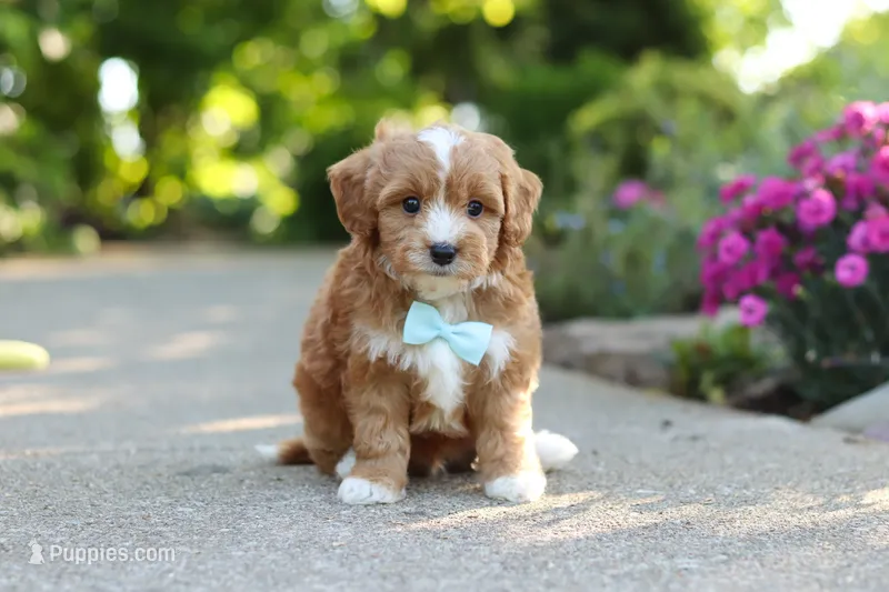 Mason – Cavapoo puppy for sale in Dundee, OH
