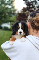 Mila, a female Bernese Mountain Dog for sale in Dundee, OH – 10 of 10