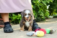 Bentley, a male Miniature Bernedoodle for sale in Dundee, OH – 9 of 10