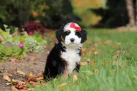 Miley, a female Miniature Bernedoodle for sale in Dundee, OH – 1 of 9