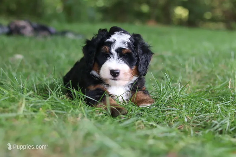 Charlie – Miniature Bernedoodle puppy for sale in Dundee, OH