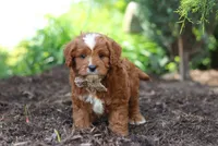 Theo, a male Cavapoo for sale in Dundee, OH – 8 of 9