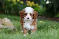 Oscar, a male Cavapoo for sale in Dundee, OH – 4 of 10
