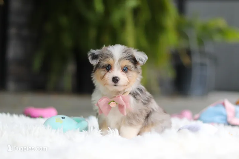 Nala – Miniature Australian Shepherd, Havachon puppy for sale in Dundee, OH