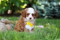 Oscar, a male Cavapoo for sale in Dundee, OH – 7 of 10