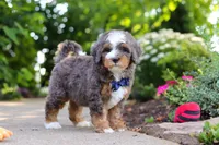 Bentley, a male Miniature Bernedoodle for sale in Dundee, OH – 2 of 10