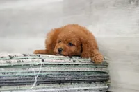 Ace, a male Cavapoo for sale in Dundee, OH – 3 of 7