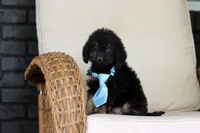Cooper, a male Cavapoo for sale in Dundee, OH – 2 of 9