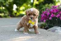 Brady, a male Cavapoo for sale in Dundee, OH – 7 of 9