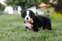 Denali, a male Bernese Mountain Dog for sale in Dundee, OH – 8 of 10