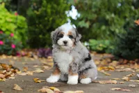 Paris, a female Miniature Bernedoodle for sale in Dundee, OH – 4 of 10
