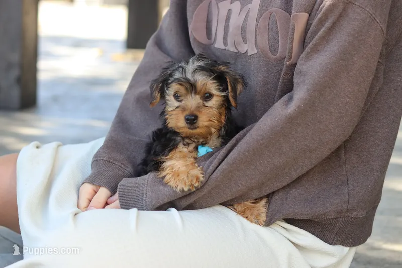 Romeo – Yorkipoo puppy for sale in Dundee, OH