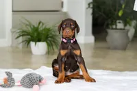 processed/8740080d-3976-4f8b-bc43-7e9c2d2c5623/listing/58df8ab7-1567-44bf-b864-a85a8d852ab1/510e6de9-b854-41e4-88b3-b5eb22c101f2