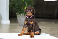 processed/8740080d-3976-4f8b-bc43-7e9c2d2c5623/listing/58df8ab7-1567-44bf-b864-a85a8d852ab1/60bd0d61-c015-4333-b70e-536b000bd4e9