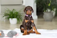 processed/8740080d-3976-4f8b-bc43-7e9c2d2c5623/listing/58df8ab7-1567-44bf-b864-a85a8d852ab1/81eb3cb2-984e-47d8-8631-68bc1de3ec20