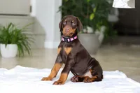 processed/8740080d-3976-4f8b-bc43-7e9c2d2c5623/listing/58df8ab7-1567-44bf-b864-a85a8d852ab1/ef6b3ec8-bd0f-431f-9156-7dc232c3566c