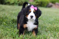 Heidi, a female Bernese Mountain Dog for sale in Dundee, OH – 2 of 6
