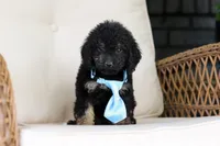 Cooper, a male Cavapoo for sale in Dundee, OH – 6 of 9