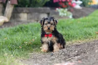 Romeo, a male Yorkipoo for sale in Dundee, OH – 4 of 5
