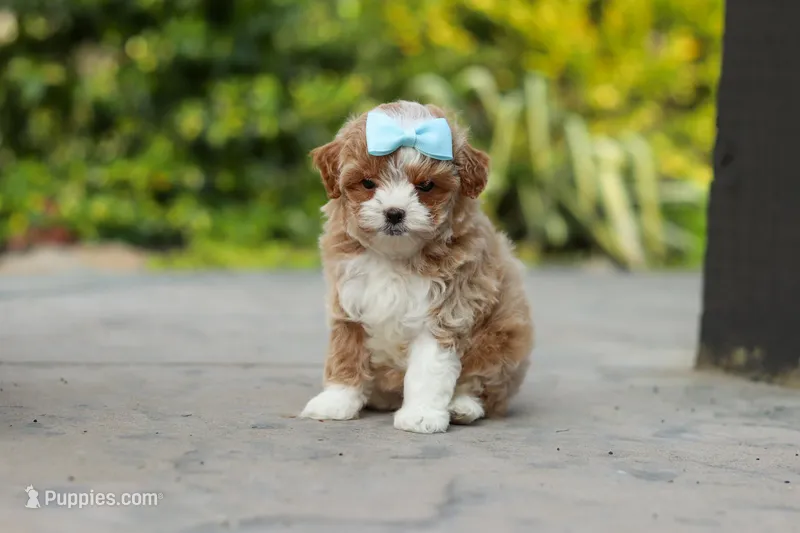 Dolly – Cavapoo puppy for sale in Dundee, OH