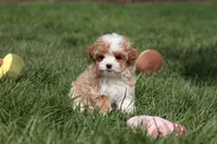 Dolly, a female Cavapoo for sale in Dundee, OH – Photo 5 of 7