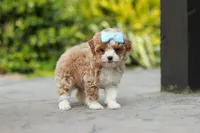 Dolly, a female Cavapoo for sale in Dundee, OH – Photo 2 of 7