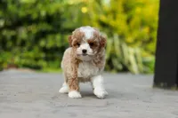 Dolly, a female Cavapoo for sale in Dundee, OH – Photo 4 of 7