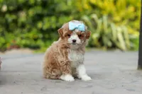 Dolly, a female Cavapoo for sale in Dundee, OH – Photo 3 of 7