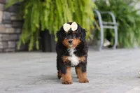 Dolly, a female Miniature Bernedoodle for sale in Dundee, OH – 5 of 10