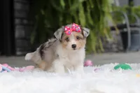 Millie, a female Miniature Australian Shepherd and Havachon for sale in Dundee, OH – 5 of 6