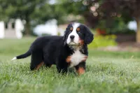 Queen, a female Bernese Mountain Dog for sale in Dundee, OH – 2 of 5