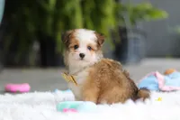 Scout, a male Miniature Australian Shepherd and Havachon for sale in Dundee, OH – 2 of 10
