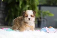 Scout, a male Miniature Australian Shepherd and Havachon for sale in Dundee, OH – 5 of 10