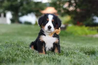 Denali, a male Bernese Mountain Dog for sale in Dundee, OH – 3 of 10