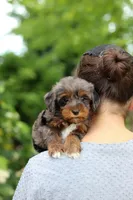 Kylie, a female Cavapoo for sale in Dundee, OH – 7 of 8