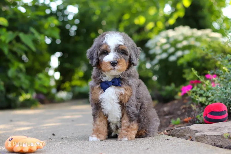 Bentley – Miniature Bernedoodle puppy for sale in Dundee, OH