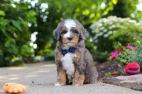 Bentley, a male Miniature Bernedoodle for sale in Dundee, OH – 1 of 10