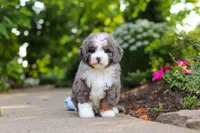 Remi, a female Miniature Bernedoodle for sale in Dundee, OH – 1 of 5