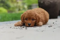 Tucker, a male Cavapoo for sale in Dundee, OH – 3 of 6