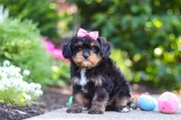 Millie, a female Cavapoo for sale in Dundee, OH – 6 of 10